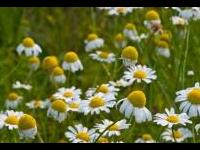 Chamomile, Roman (Chamaemelum nobile)