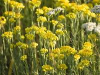 Helichrysum (Helichrysum italicum)