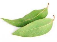 Eucalyptus Blue (Eucalyptus bicostata)