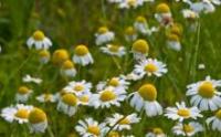 Chamomile, Roman (Chamaemelum nobile) Chamomile, Roman (Chamaemelum nobile)